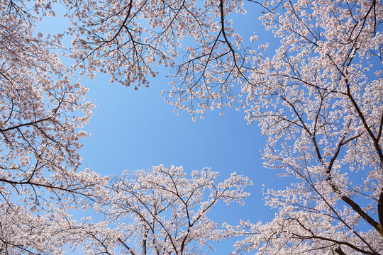 SAKURA- When I looked up at the blue sky, the cherry blossoms in full bloom looked like a picture frame. Old cherry trees that have grown big are in full bloom. 染井吉野~桜のフレーム。