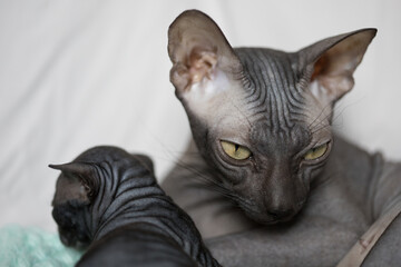 Close up portrait of naked black sphinx cat 