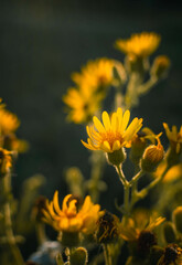 Fototapeta premium Flor