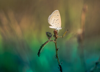 Tiny grass blue butterfly on wildflower in morning, Close up and macro with soft focus and bokeh/nature blurred background, Insects in Thailand.