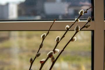 Pussy-willow branches on the window background