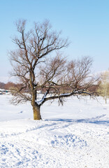 Fototapeta na wymiar gnarled tree without leaves in winter