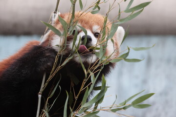 レッサーパンダ