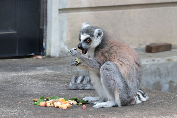 ワオキツネザル