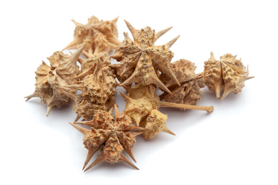 Closeup of Dry gokhuru (tribulus terrestris) fruits, isolated on white background.