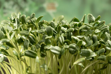 Leaves of microgreens. Close-up of seedlings 6 days of microgreens. Germination of seeds at home. The concept of vegan and healthy food.