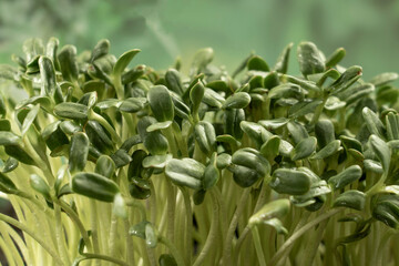 Leaves of microgreens. Close-up of seedlings 6 days of microgreens. Germination of seeds at home. The concept of vegan and healthy food.