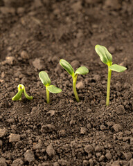 Growing seedlings from rich soil. agriculture, horticulture. The evolution of plant growth from seed to seedling, the concept of economic growth, agrarian industry and ecology
