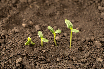Growing seedlings from rich soil. agriculture, horticulture. The evolution of plant growth from seed to seedling, the concept of economic growth, agrarian industry and ecology