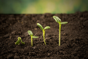 Growing seedlings from rich soil. agriculture, horticulture. The evolution of plant growth from seed to seedling, the concept of economic growth, agrarian industry and ecology