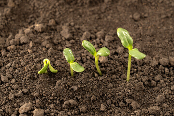 Growing seedlings from rich soil. agriculture, horticulture. The evolution of plant growth from seed to seedling, the concept of economic growth, agrarian industry and ecology