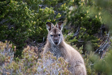 Tasmanian Wallaby
