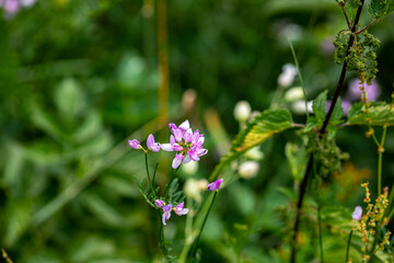 Securigera varia flower growing in forest, close up	