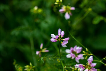 Securigera varia flower growing in forest, close up	