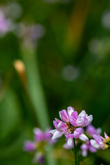 Securigera varia flower growing in forest, close up	