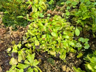 nepenthes green on the floor