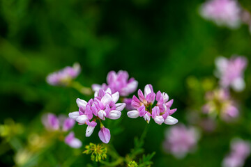 Securigera varia flower growing in forest, close up	