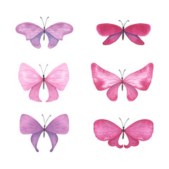 Set Magenta butterfly with detailed wings isolated. Watercolor hand drawn realistic insect llustration for design