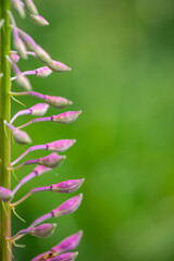 Chamaenerion angustifolium growing in mountains	