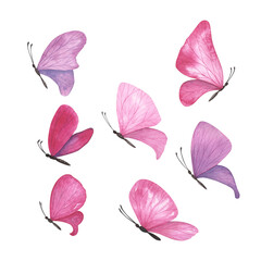 Set Magenta purple butterfly with detailed wings isolated. Watercolor hand drawn realistic insect llustration for design