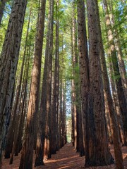 Obraz premium Canadian redwood forest