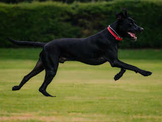 Obraz premium mixed-breed black dog running in a park
