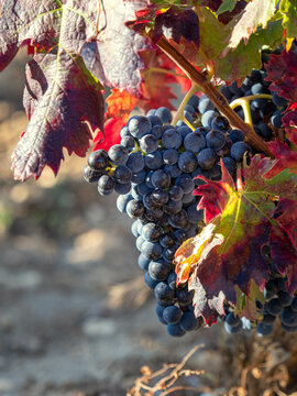 Detalle de un racimo de uva tempranillo en una vi&ntilde;a de Samaniego la Rioja, con los colores del oto&ntilde;o tras la vendimia, Uva variedad tempranillo