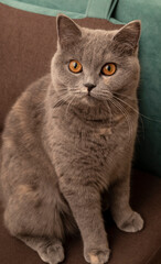 Naklejka na ściany i meble fluffy gray cat with beautiful yellow eyes and white whiskers