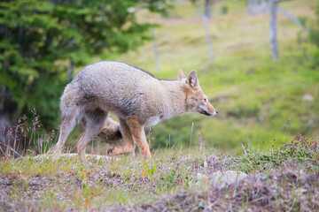 animales, aves hermanos menores, bichos, alas, zorro, animals, birds smaller brothers, bugs, fox, fox, wings,
