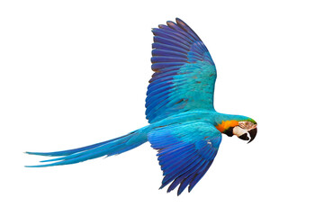 Colorful Blue and gold macaw parrot flying isolated on transparent background png file