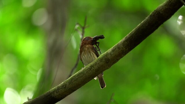 Small forest bird with a big kill, plica plica lizard