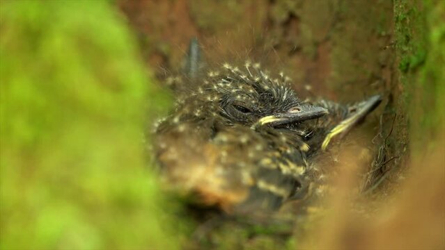 Bright rump Attila chicks begging for food in nest