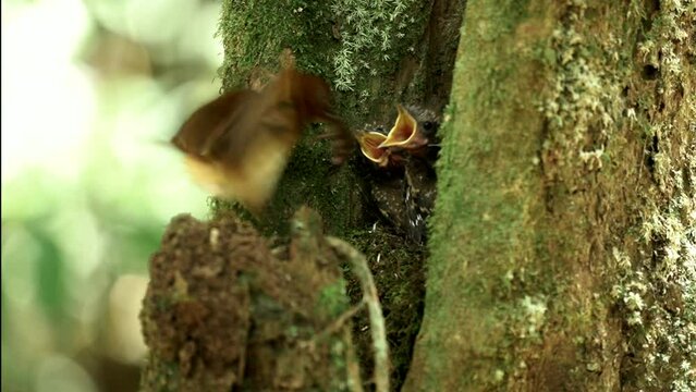 Mother bright rump Attila feeds hungry chicks with a frog