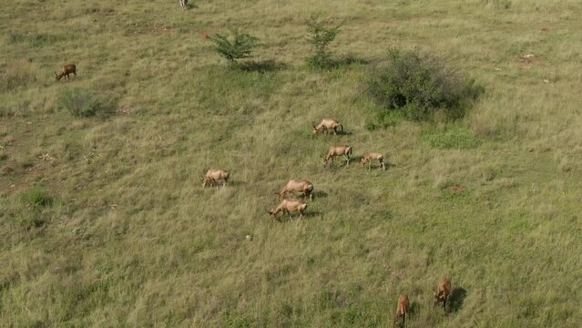 Drone aerial footage of a Nyala antelope herd grazing on summer grassed savannah  in the wild