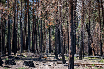 Burned Trees in Yosemite Valley