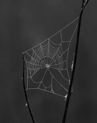 Backlit and imperfect spider web with dew at sunrise © Khaleel