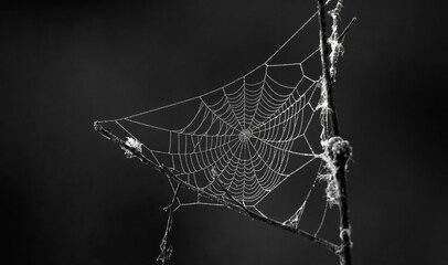 Backlit spider web with dew drops with dark background