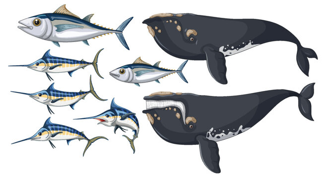 Albacore fish and Bowhead whale and Atlantic blue marlin