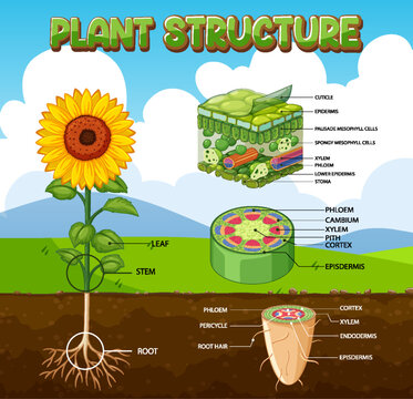 Internal structure of plant diagram