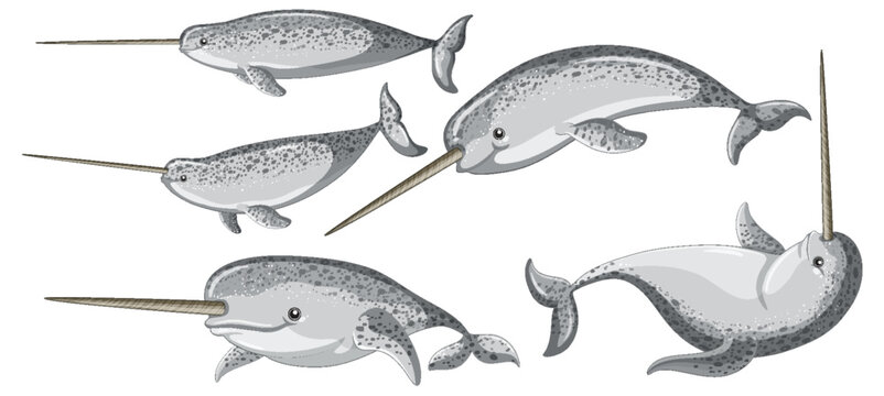 Narwhal in cartoon style