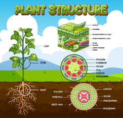 Internal structure of plant diagram