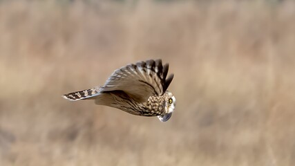 The short-eared owl (Asio flammeus)