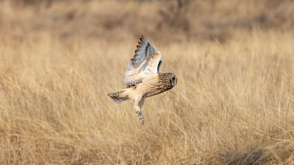 Fototapeta premium The short-eared owl (Asio flammeus)