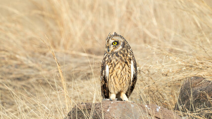 The short-eared owl (Asio flammeus)