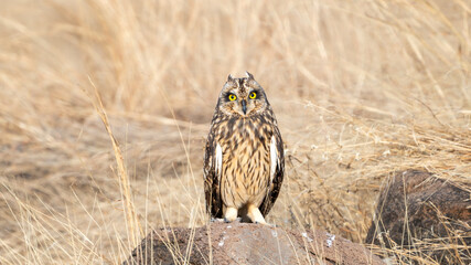 The short-eared owl (Asio flammeus)