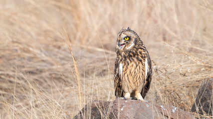The short-eared owl (Asio flammeus)