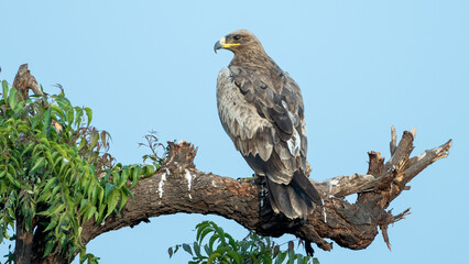 Fototapeta premium The tawny eagle (Aquila rapax)