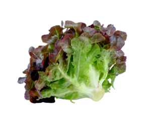 Red Oak Lettuce on transparent png