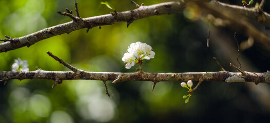 Cherry blossom in spring nature backgrounds