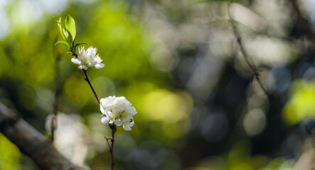 Cherry blossom in spring nature backgrounds